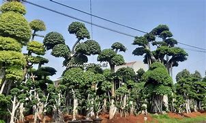 Bonsai Beringin Dolar Besar