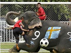 Gajah Bola.Home Page